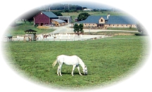 farmvig.jpg